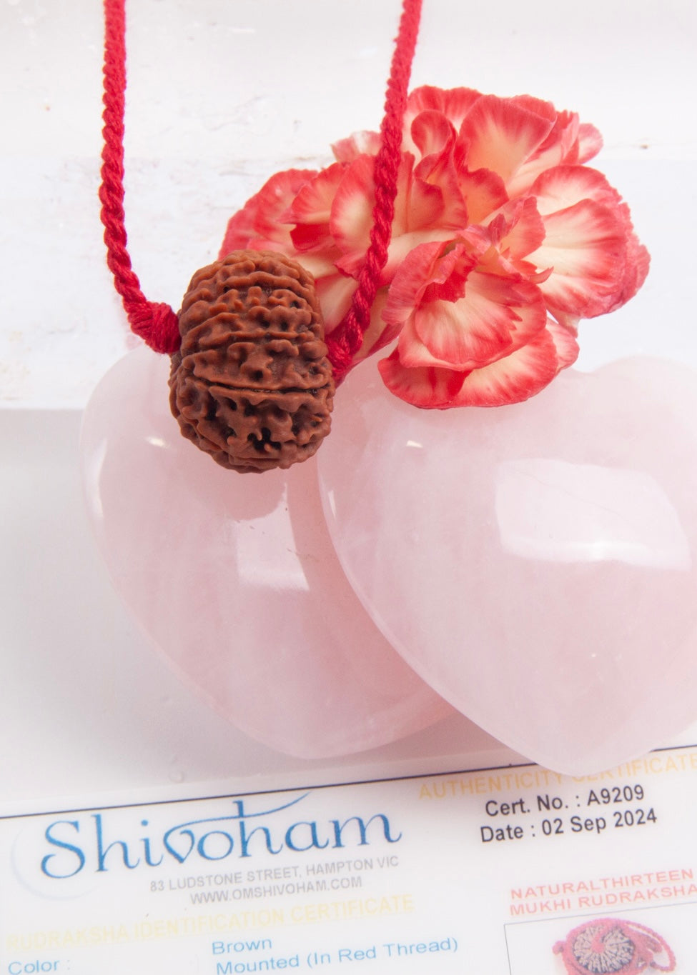 13 Mukhi Collectors Nepal Rudraksha INDRA, KAMDEV, CUPID | Love, Abundance, Charisma