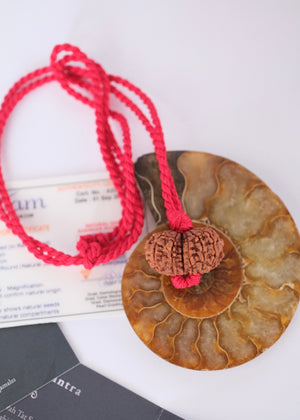 GAURI SHANKAR ‘The Sacred Union of Shiva and Shakti’ Collectors Nepal Rudraksha | inner Union, Self-Realisation