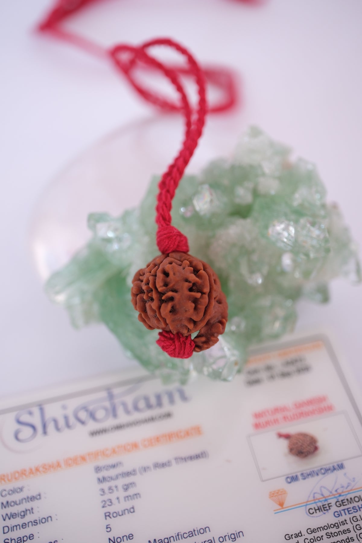 NEPAL Original Himalayan Ganesh Rudraksha bead showing the natural trunk formation of Ganesha