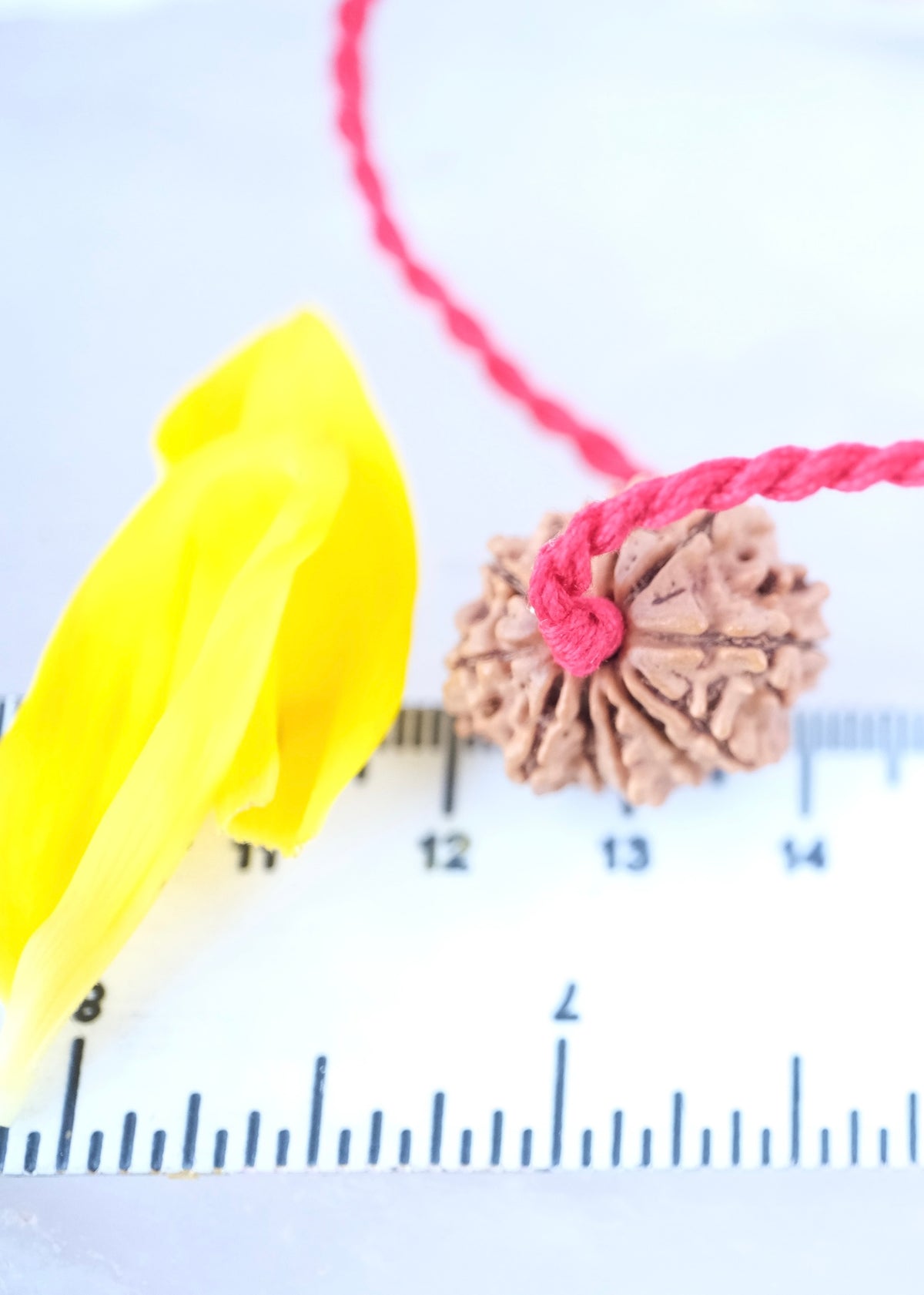 12 Mukhi Collectors Nepal Rudraksha | SURYA Sun, Vital Energy, Strength &amp; Success