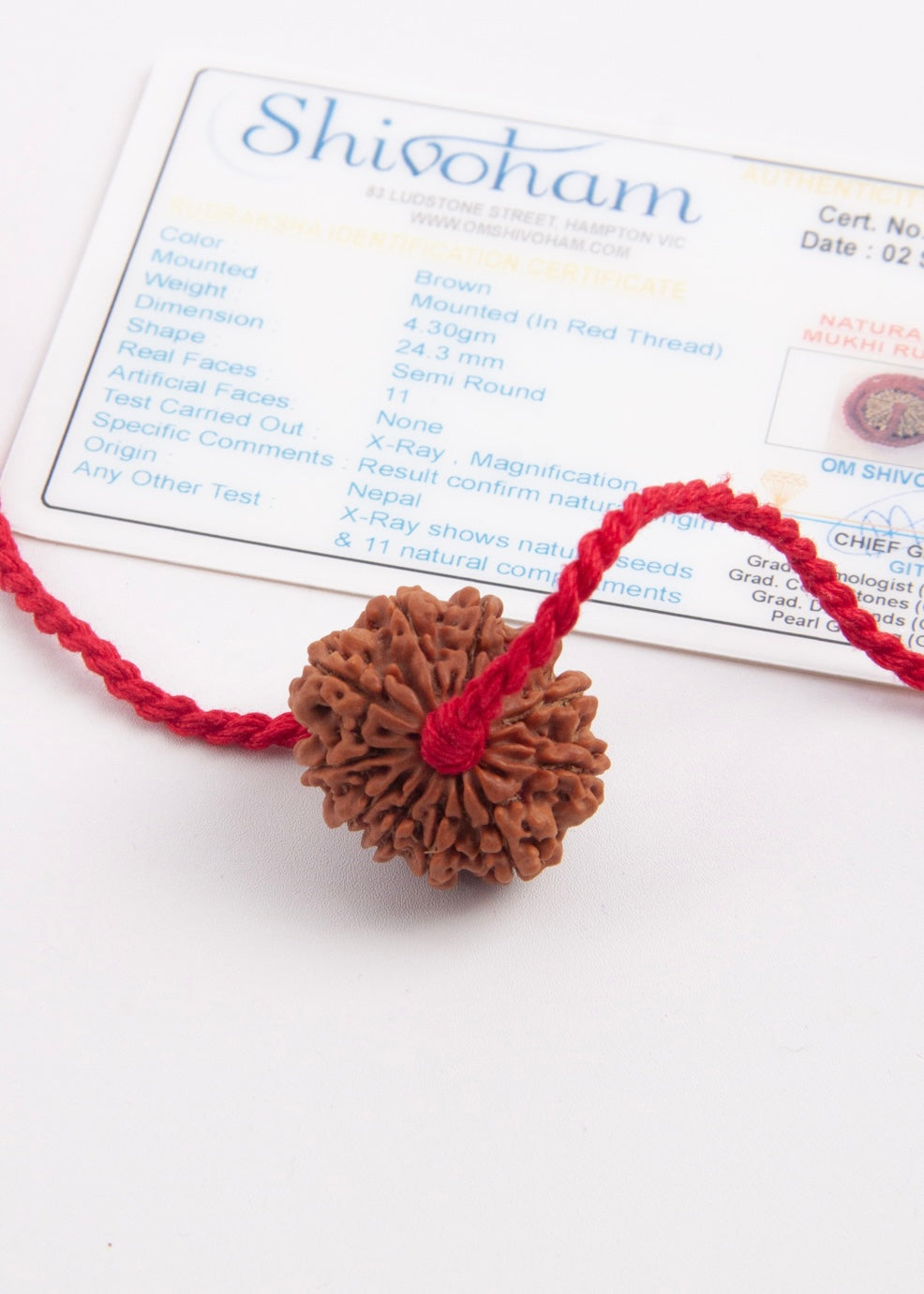 11 Mukhi Collectors Nepal Rudraksha | HANUMAN Virtue &amp; Immense Protection.