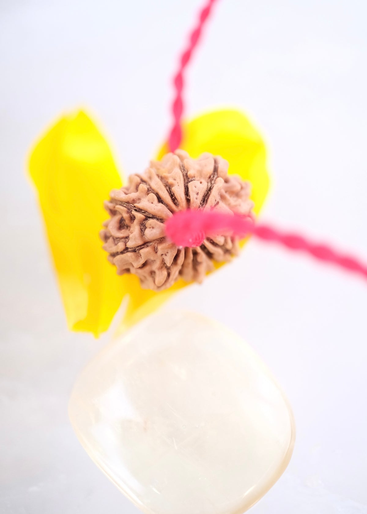 12 Mukhi Collectors Nepal Rudraksha | SURYA Sun, Vital Energy, Strength &amp; Success