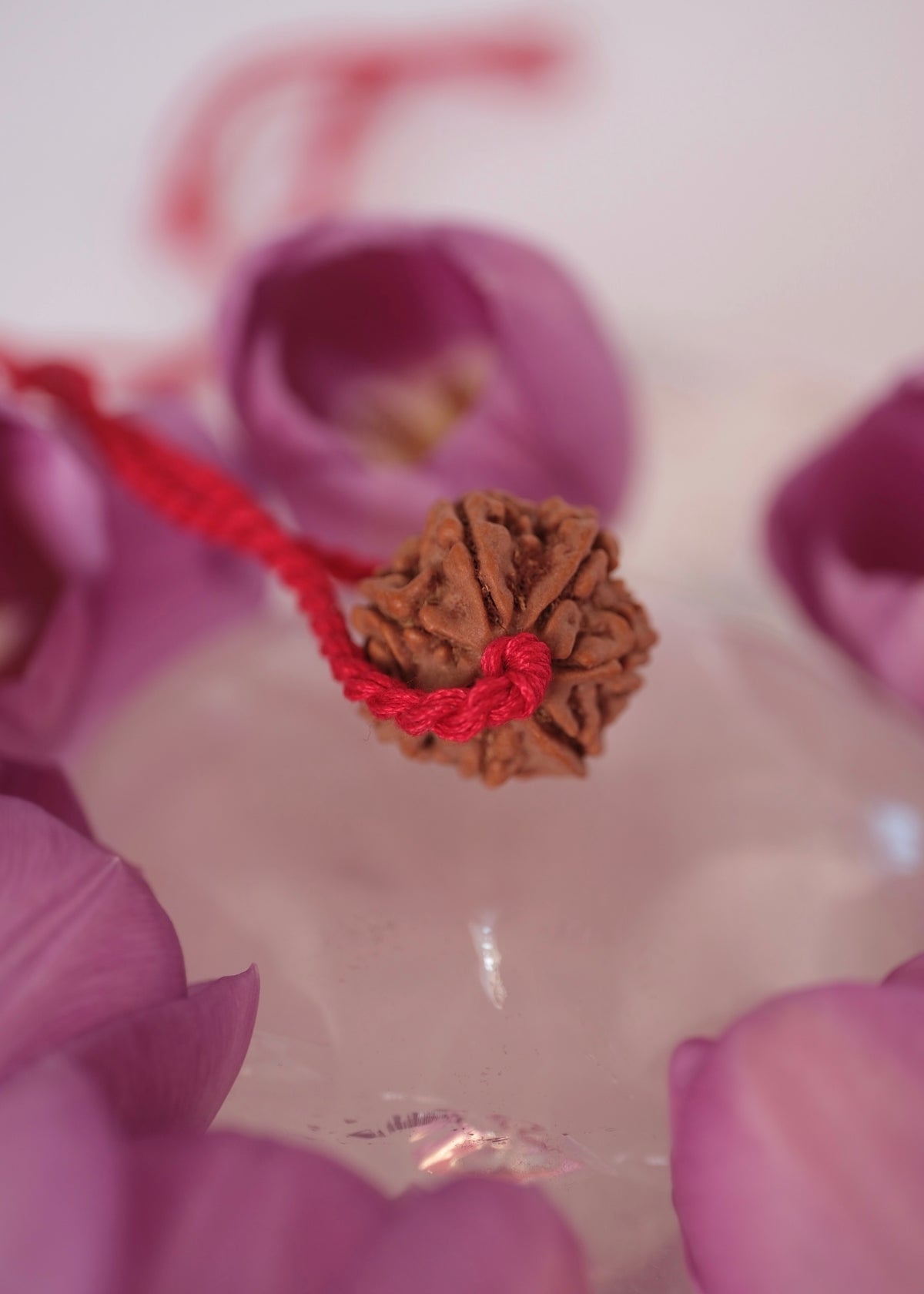 Clear even lines on seven mukhi rudraksha