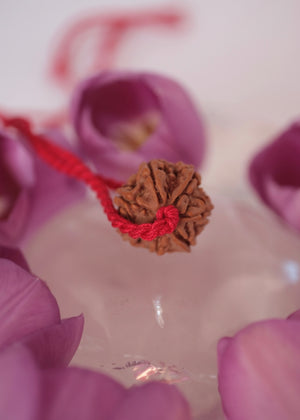 Clear even lines on seven mukhi rudraksha
