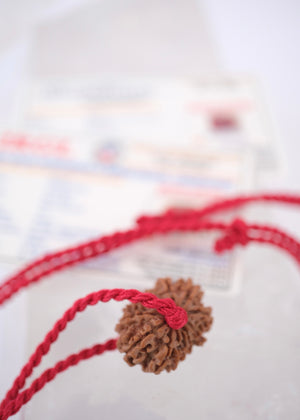 13 Mukhi Collectors Nepal Rudraksha INDRA, KAMDEV, CUPID | Love, Abundance, Charisma