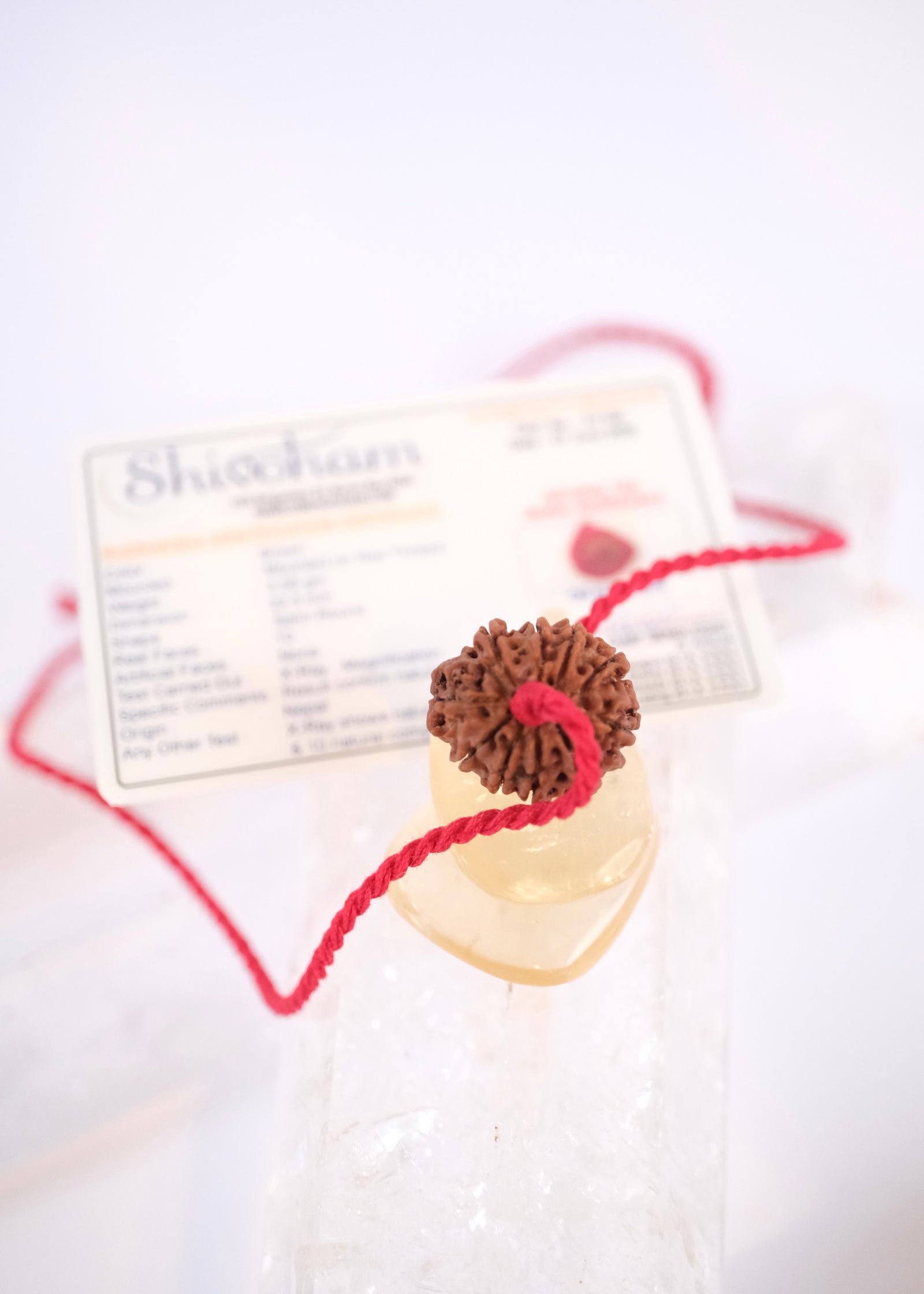 10 Mukhi Collectors Nepal Rudraksha