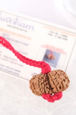 GAURI SHANKAR ‘The Sacred Union of Shiva and Shakti’ Collectors Nepal Rudraksha | inner Union, Self-Realisation