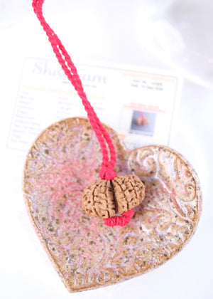 GAURI SHANKAR ‘The Sacred Union of Shiva and Shakti’ Collectors Nepal Rudraksha | inner Union, Self-Realisation