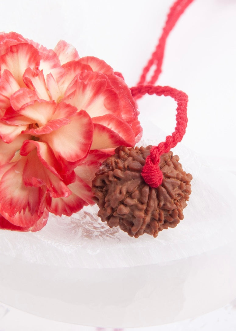 DEV MANI 14 Mukhi Collectors Nepal Rudraksha Pendant | Prosperity in all areas of LIfe