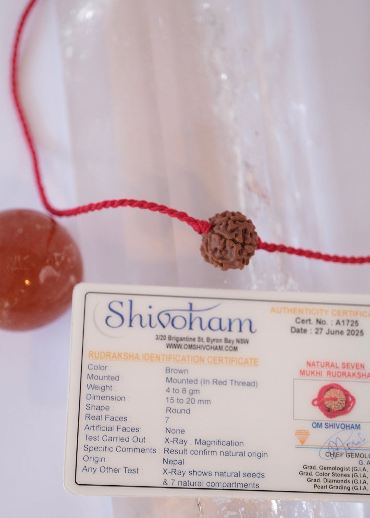 7 Mukhi Collectors Nepal Rudraksha | Abundance | Goddess Lakshmi