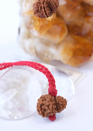 Garbh Gauri Rudraksha | Rare Collectors Nepal bead