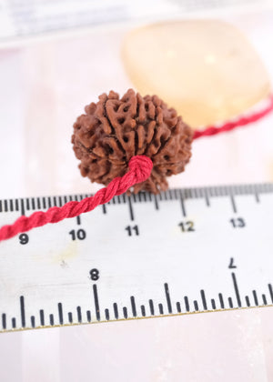 10 Mukhi Collectors Nepal Rudraksha | VISHNU Success & Great Protection