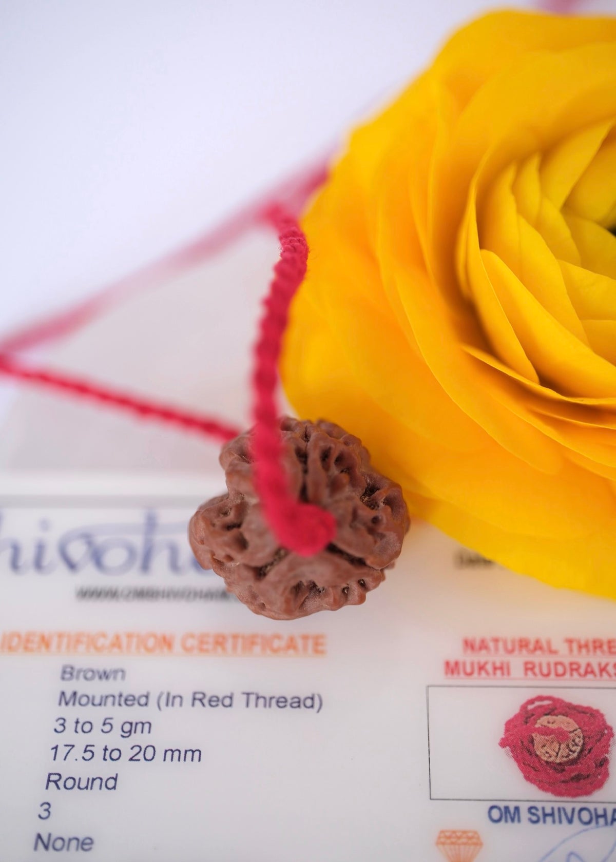 Three Mukhi Nepal Rudraksha Pendant | Blessing of Liberation from the Past