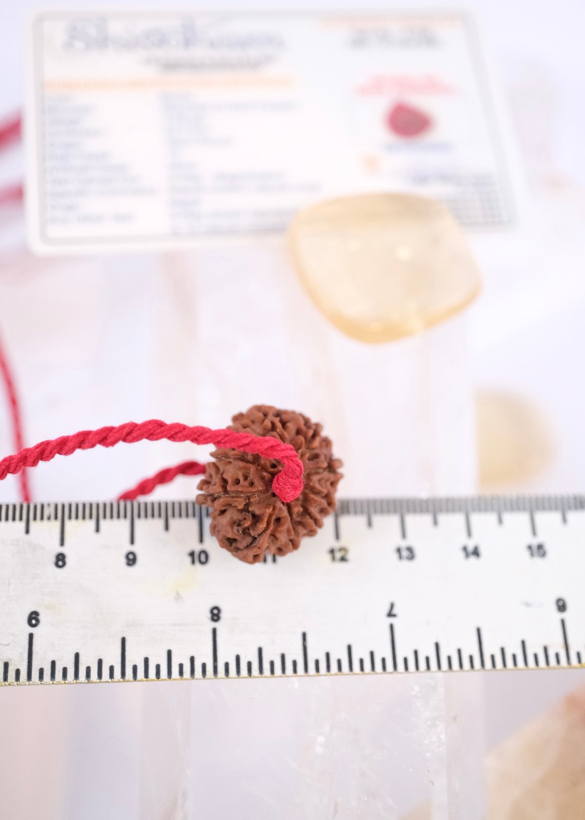 10 Mukhi Collectors Nepal Rudraksha