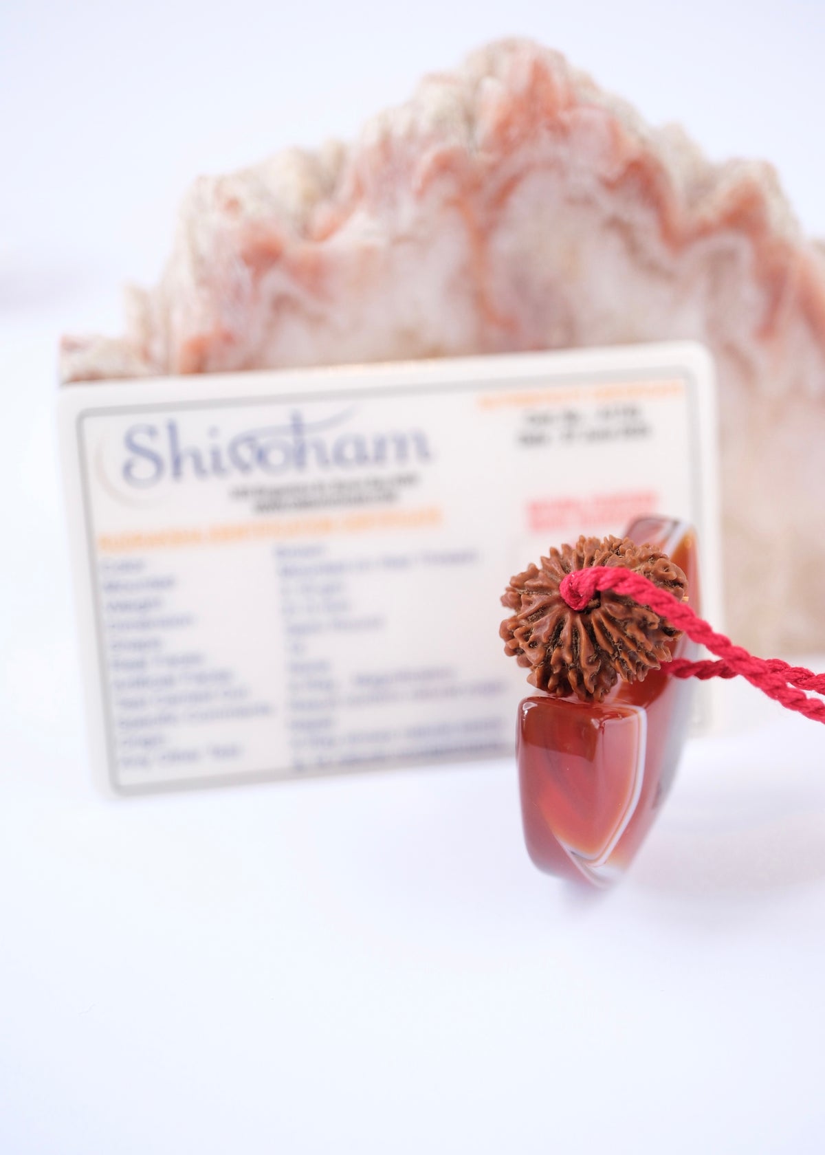 14 Mukhi Collectors Nepal Rudraksha &#39;DEV MANI&#39; Pendant | Prosperity in all areas, Protection SHIVA