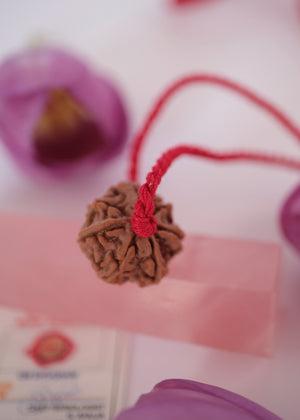 Clear even lines on seven mukhi rudraksha