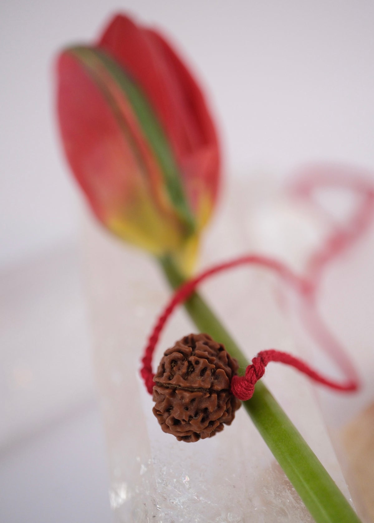 8 Mukhi Collectors Nepal Rudraksha