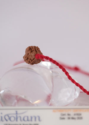 3 Mukhi Collectors Nepal Rudraksha | Trinity: Brahma, Vishnu, Mahesh | Life Changer