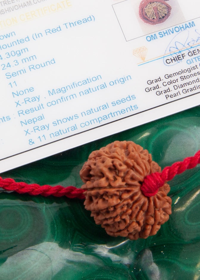 11 Mukhi Collectors Nepal Rudraksha | HANUMAN Virtue &amp; Immense Protection.