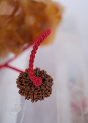 TEN Mukhi Nepal Rudraksha Pendant 'The Shield of Vishnu' | Protector of the Universe ensuring Success & Victory