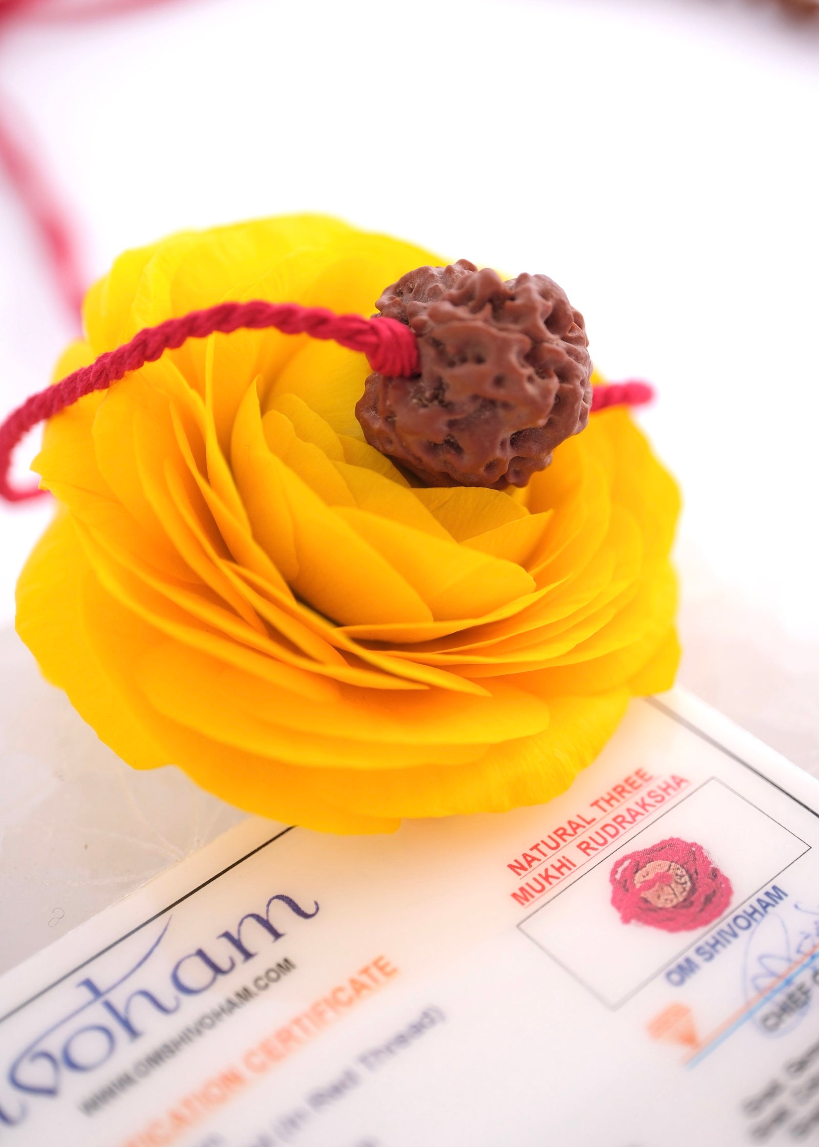 Three Mukhi Nepal Rudraksha Pendant | Blessing of Liberation from the Past
