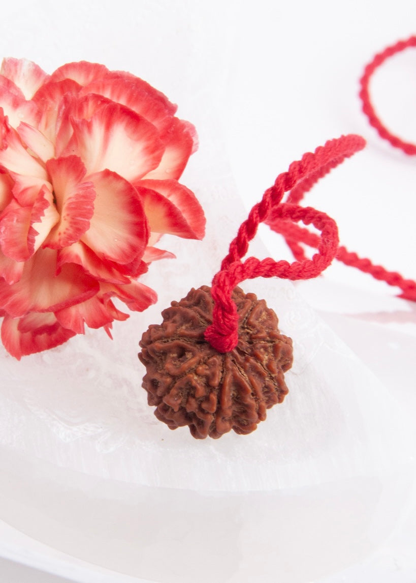 9 Mukhi Collectors Nepal Rudraksha | Goddess Durga | 9 aspects of Divine Mother SHAKTI