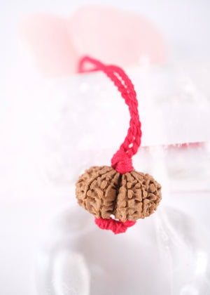 GAURI SHANKAR ‘The Sacred Union of Shiva and Shakti’ Collectors Nepal Rudraksha | inner Union, Self-Realisation