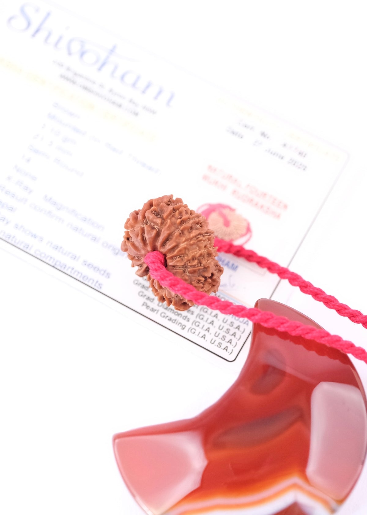 14 Mukhi Collectors Nepal Rudraksha &#39;DEV MANI&#39; Pendant | Prosperity in all areas, Protection SHIVA