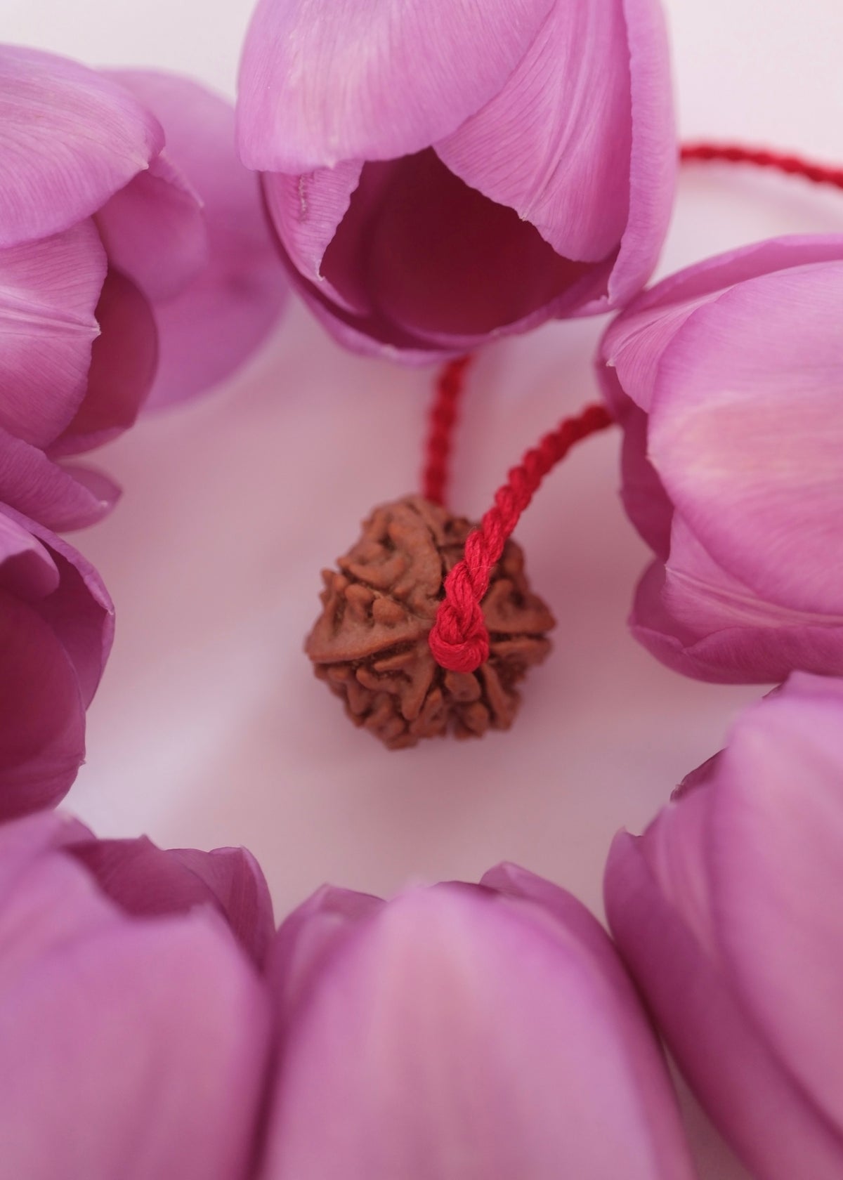 7 Mukhi Rudraksha surrounded by purple Tulip flowers
