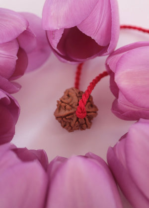 Clear even lines on seven mukhi rudraksha