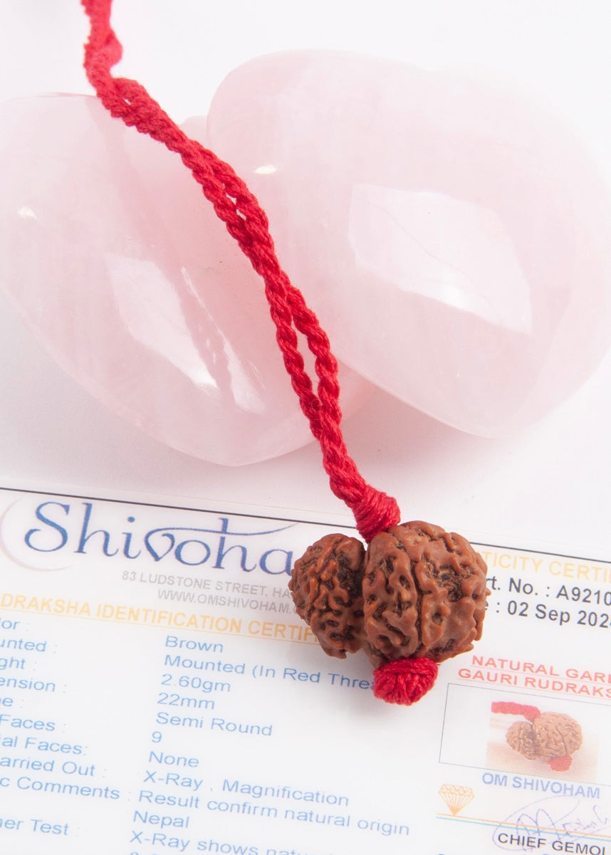 Garbh Gauri Rudraksha | Rare Collectors Nepal bead