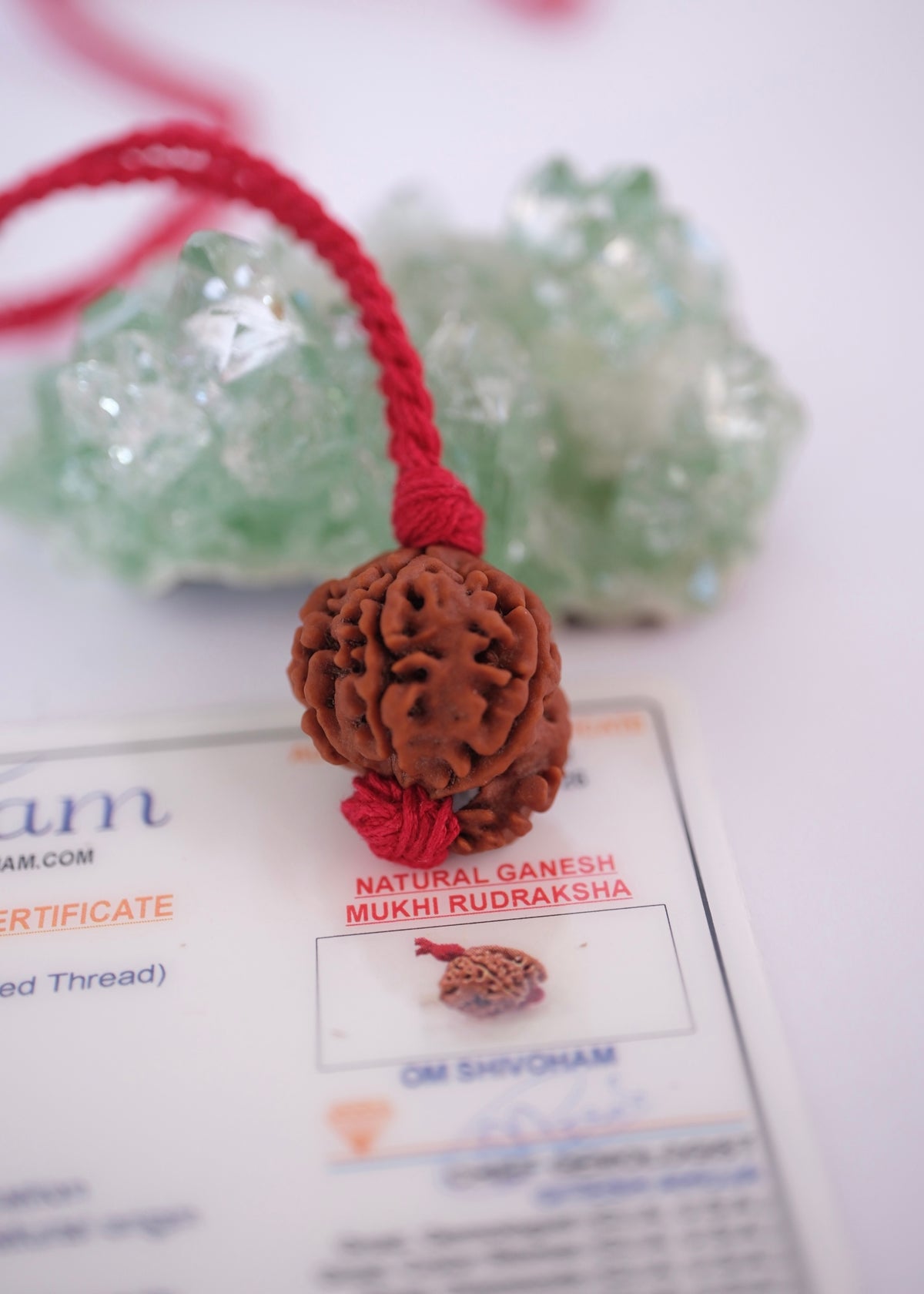 Rare Ganesh Rudraksha pendant on adjustable handwoven red thread
Original Himalayan Ganesh Rudraksha bead showing the natural trunk formation of Ganesha