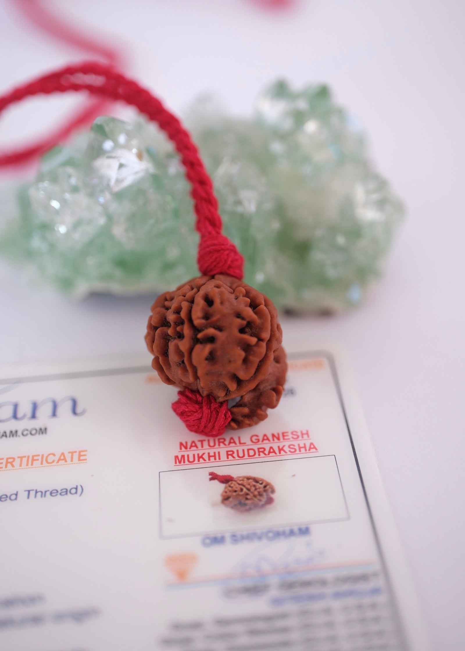 Rare Ganesh Rudraksha pendant on adjustable handwoven red thread
Original Himalayan Ganesh Rudraksha bead showing the natural trunk formation of Ganesha