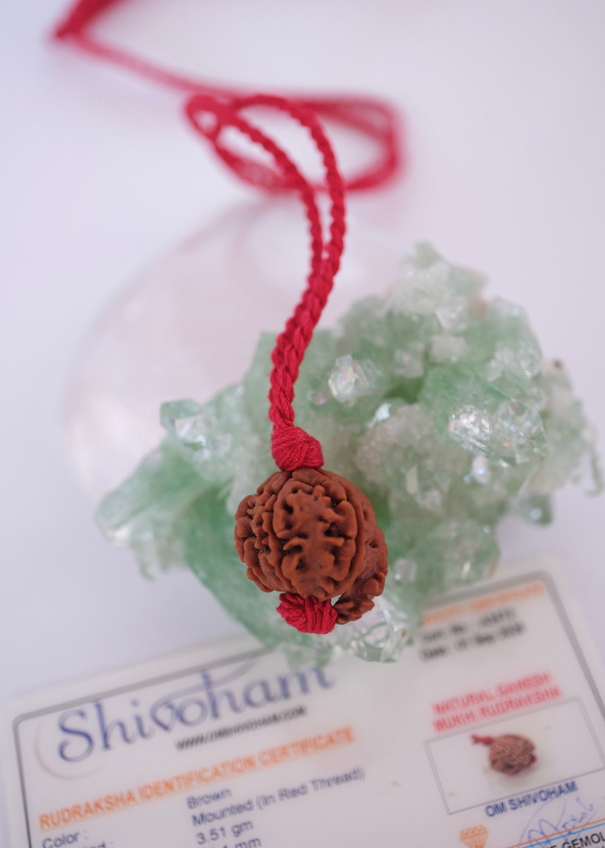 Authentic Nepal Rudraksha pendant with guarantee certificate