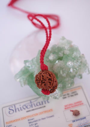 Rare Ganesh Rudraksha pendant on adjustable handwoven red thread
Original Himalayan Ganesh Rudraksha bead showing the natural trunk formation of Ganesha