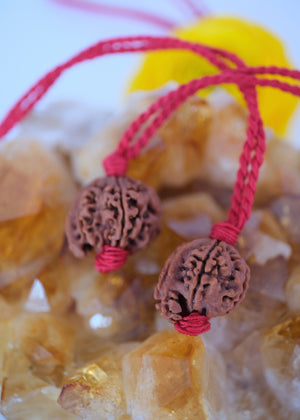 Rare Ganesh Rudraksha pendant on adjustable handwoven red thread
Original Himalayan Ganesh Rudraksha bead showing the natural trunk formation of Ganesha
