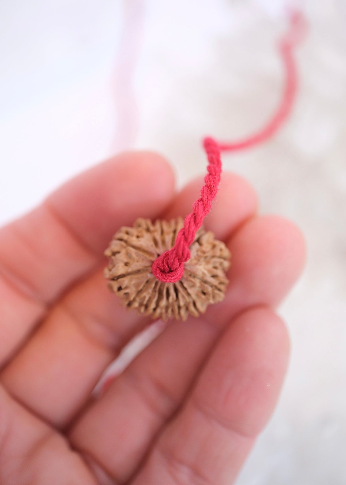 15 Mukhi Collectors Nepal Rudraksha | Anahata Chakra HEART Centre