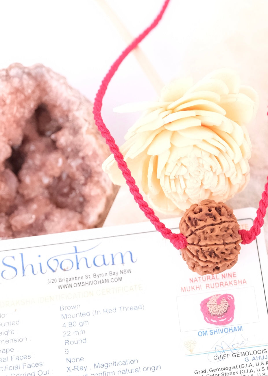 9 Mukhi Collectors Nepal Rudraksha