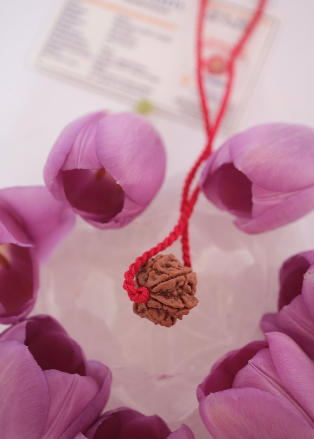 Seven mukhi Lakshmi Rudraksha