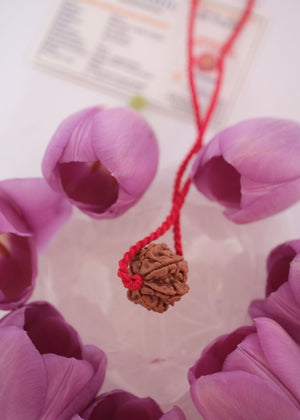 Clear even lines on seven mukhi rudraksha
