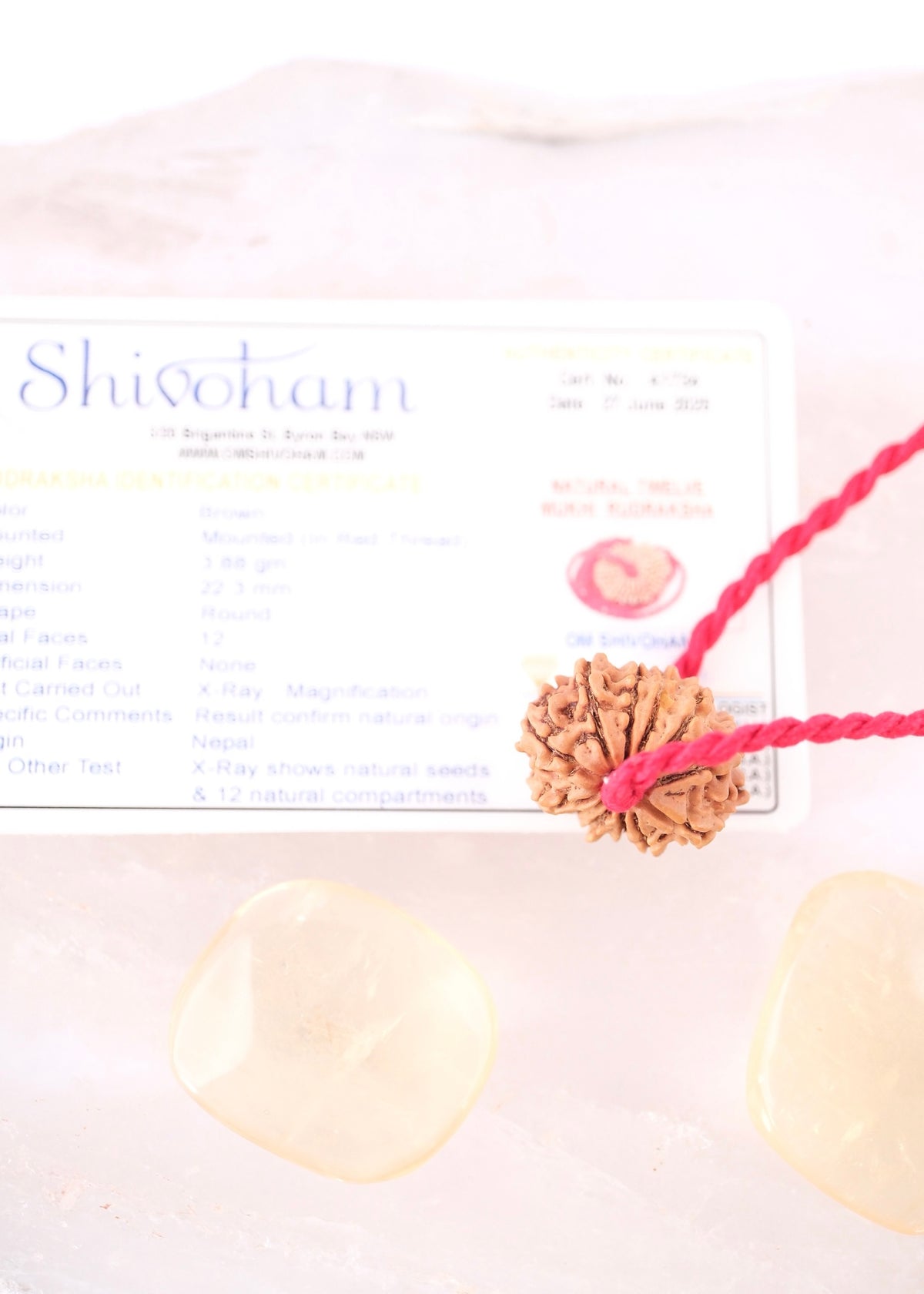 12 Mukhi Collectors Nepal Rudraksha | SURYA Sun, Vital Energy, Strength &amp; Success