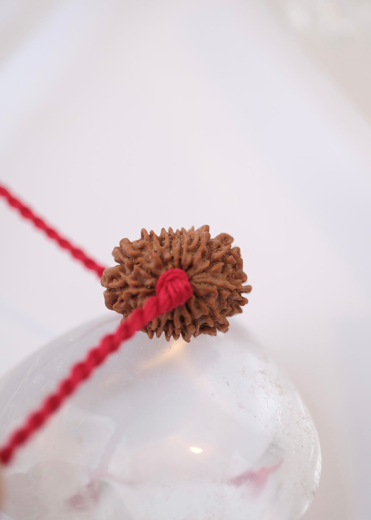 13 Mukhi Collectors Nepal Rudraksha INDRA, KAMDEV, CUPID | Love, Abundance, Charisma
