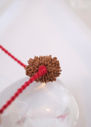 13 Mukhi Collectors Nepal Rudraksha INDRA, KAMDEV, CUPID | Love, Abundance, Charisma