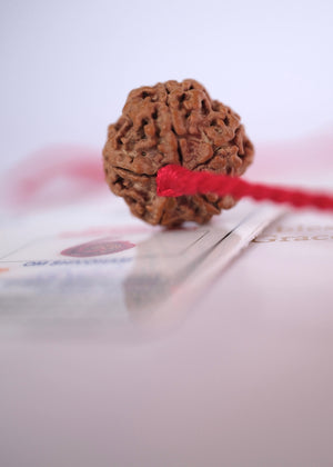 Nepal Panch Mukhi Rudraksha pendant with guarantee certificate