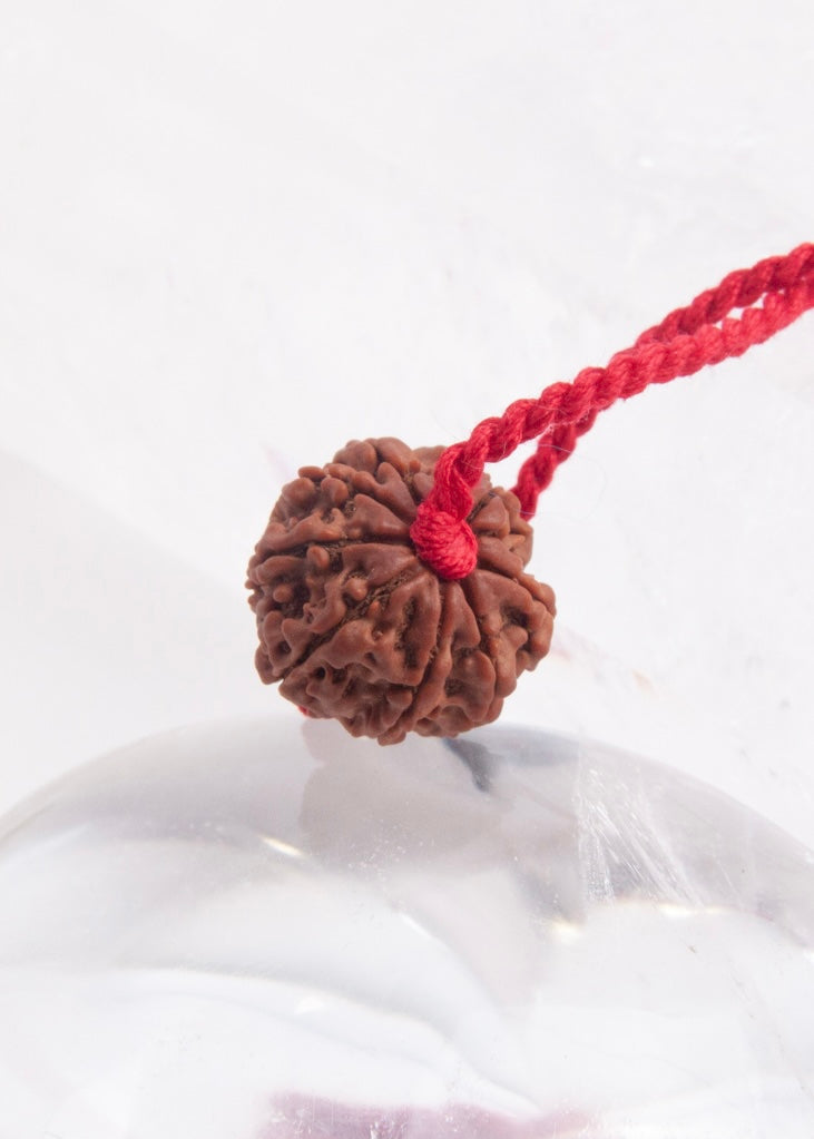 8 Mukhi Collectors Nepal Rudraksha | Riddhi &amp; Siddhi Wealth &amp; Powers | Ganapati Ganesh