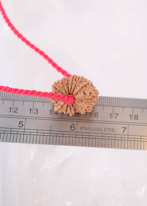 14 Mukhi Collectors Nepal Rudraksha 'DEV MANI' Pendant | Prosperity in all areas, Protection SHIVA