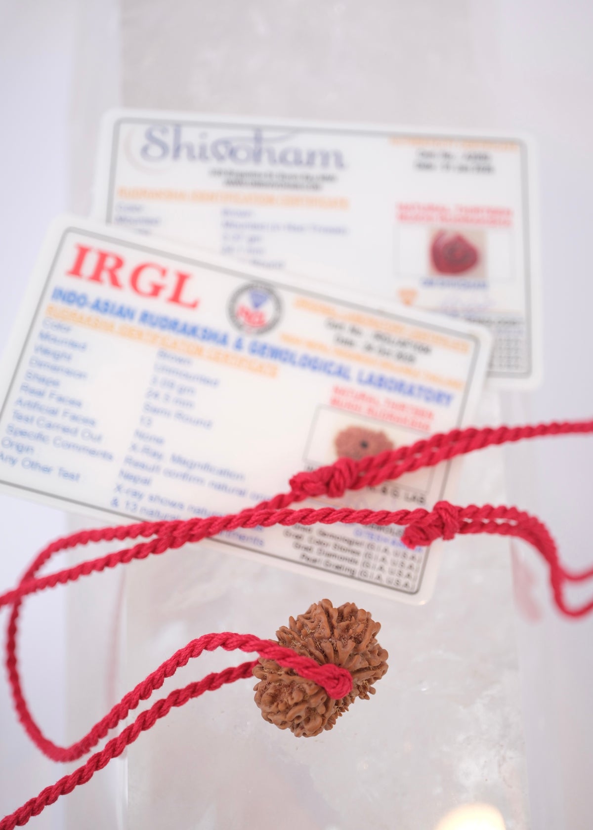 13 Mukhi Collectors Nepal Rudraksha INDRA, KAMDEV, CUPID | Love, Abundance, Charisma