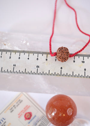 7 Mukhi Collectors Nepal Rudraksha | Abundance | Goddess Lakshmi