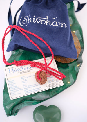 11 Mukhi Collectors Nepal Rudraksha | HANUMAN Virtue & Immense Protection.