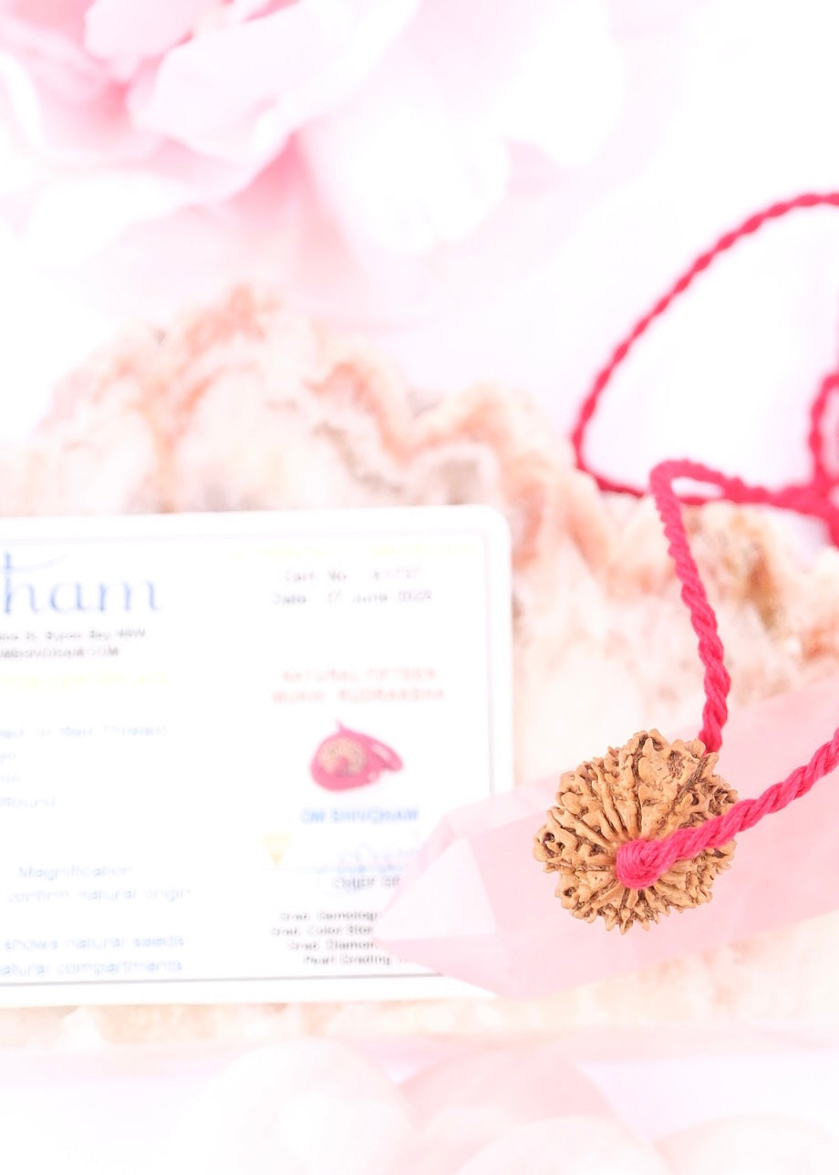 15 Mukhi Collectors Nepal Rudraksha | Anahata Chakra HEART Centre